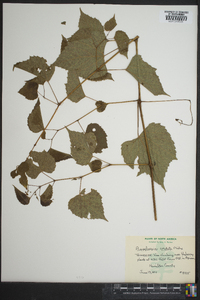 Ampelopsis cordata image