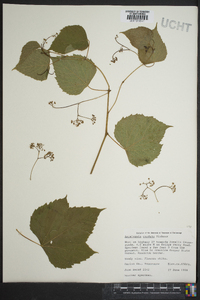 Ampelopsis cordata image