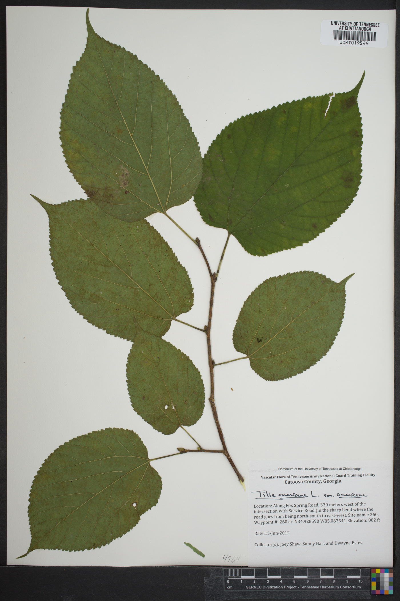 Tilia americana var. americana image