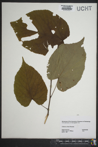 Tilia americana var. heterophylla image