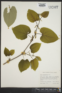 Tilia heterophylla image