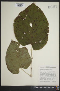 Tilia heterophylla image