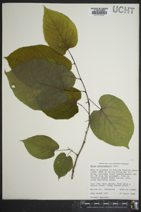 Tilia heterophylla image