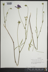 Callirhoe papaver image