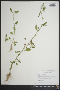 Sida rhombifolia image