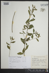 Sida rhombifolia image