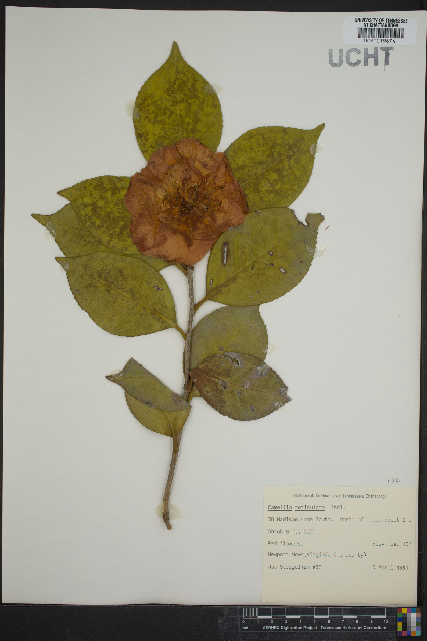 Camellia reticulata image