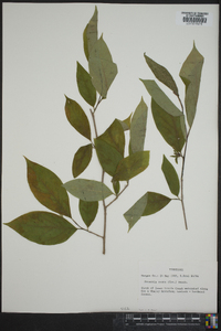 Stewartia ovata image