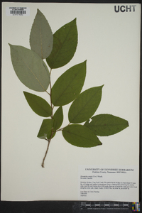 Stewartia ovata image