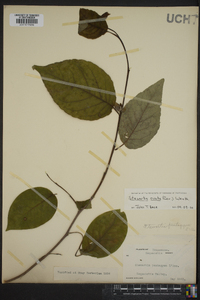 Stewartia ovata image