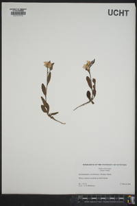 Helianthemum carolinianum image