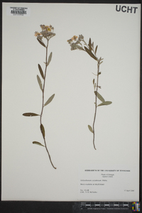 Helianthemum corymbosum image