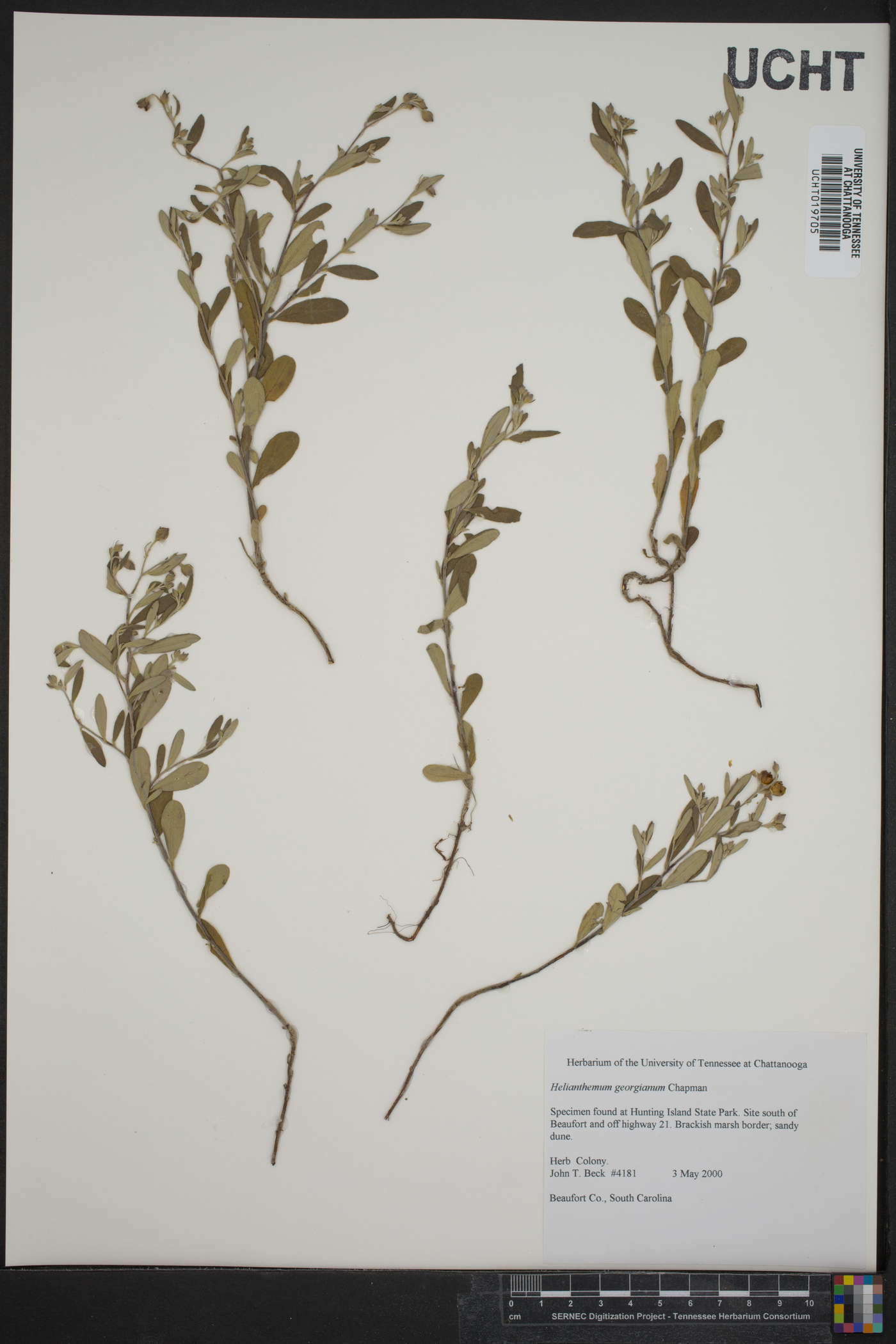 Helianthemum georgianum image