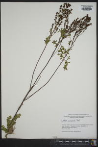 Lechea mucronata image