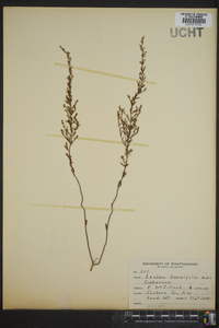 Lechea tenuifolia image