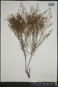 Lechea tenuifolia image