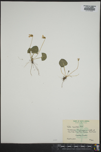 Viola cucullata image