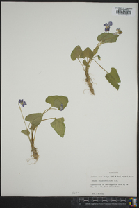 Viola cucullata image