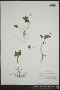 Viola pubescens var. scabriuscula image