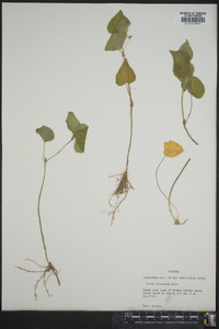 Viola pubescens var. scabriuscula image