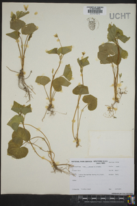 Viola pubescens var. scabriuscula image