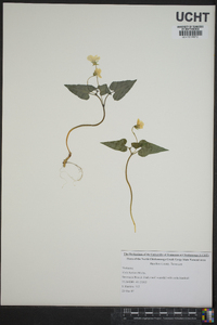 Viola hastata image