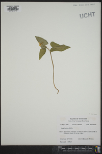 Viola hastata image