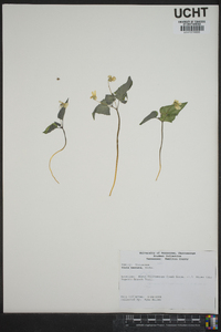 Viola hastata image