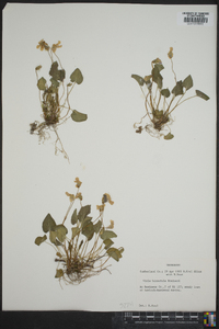 Viola hirsutula image