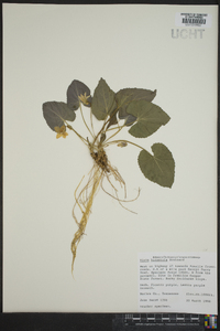 Viola hirsutula image