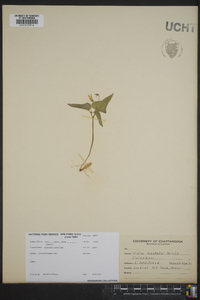 Viola hastata image