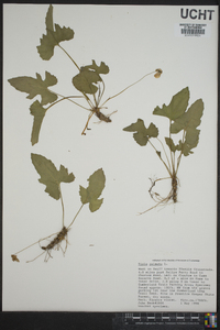 Viola palmata image