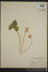 Viola palmata image