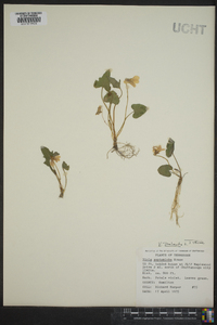 Viola palmata image