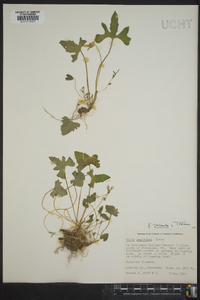 Viola palmata image