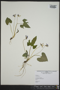 Viola palmata image