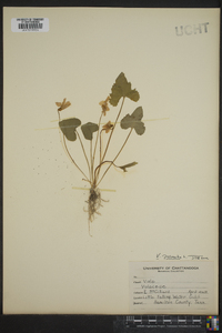 Viola palmata image