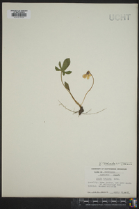 Viola palmata image