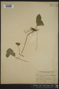 Viola palmata image