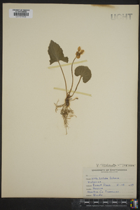 Viola palmata image