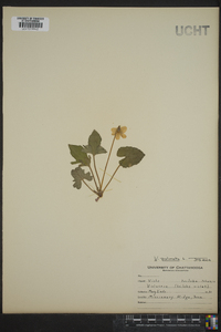 Viola palmata image