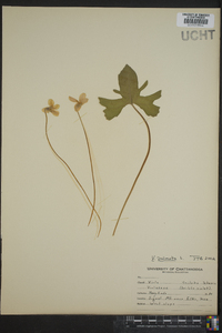 Viola palmata image