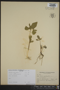 Viola palmata image