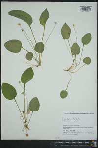 Viola primulifolia image