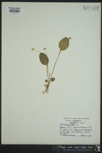 Viola primulifolia image