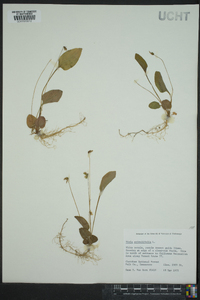 Viola primulifolia image