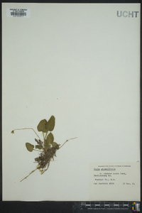 Viola primulifolia image