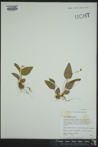 Viola primulifolia image