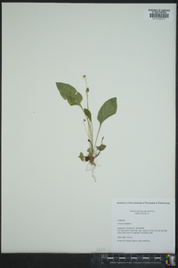 Viola primulifolia image