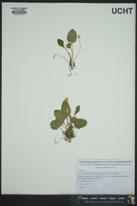 Viola primulifolia image